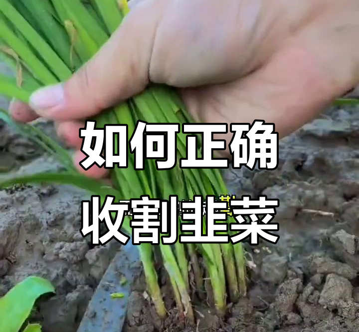 操盘手怎样割韭菜的？